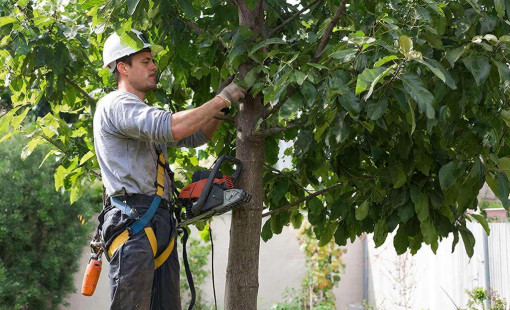 Весеннее кронирование деревьев от компании "А Профиль" – сезонное предложение!