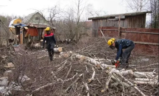 Вырубка деревьев с участка